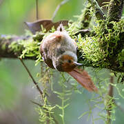 Red-faced Spinetail