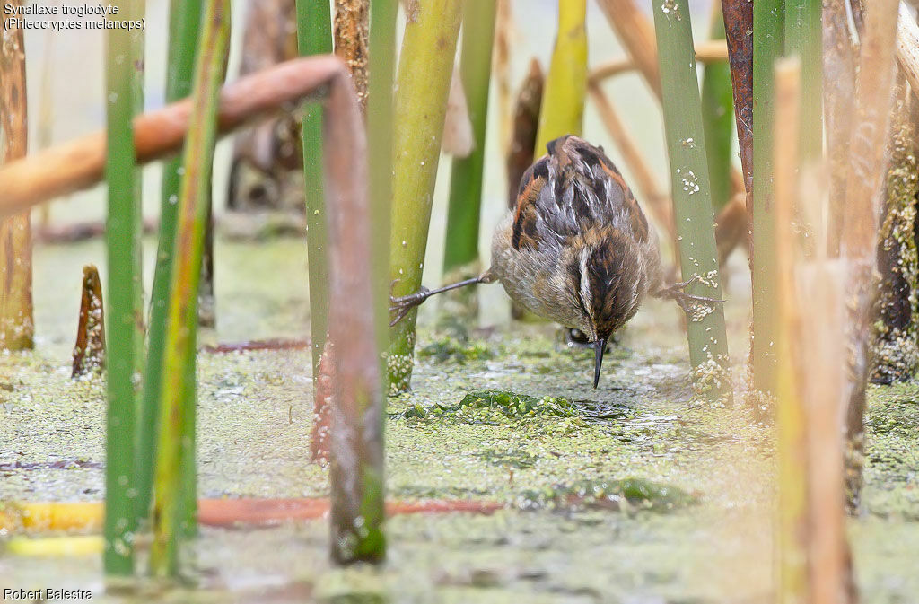Wren-like Rushbird