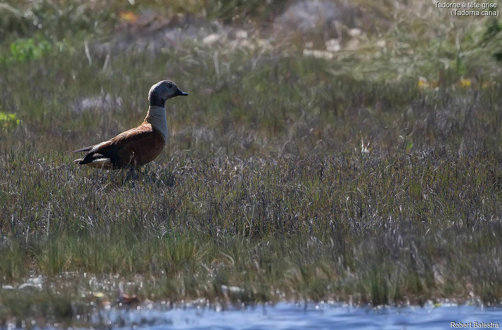 South African Shelduck