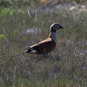 South African Shelduck