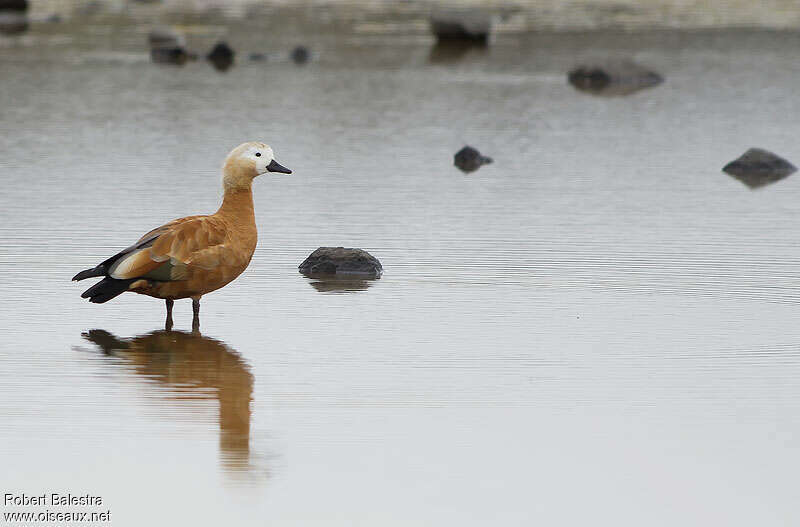 Ruddy Shelduck