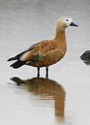 Ruddy Shelduck