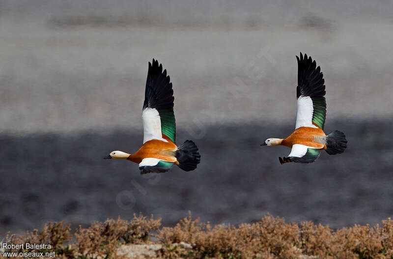 Ruddy Shelduckadult, habitat, Flight