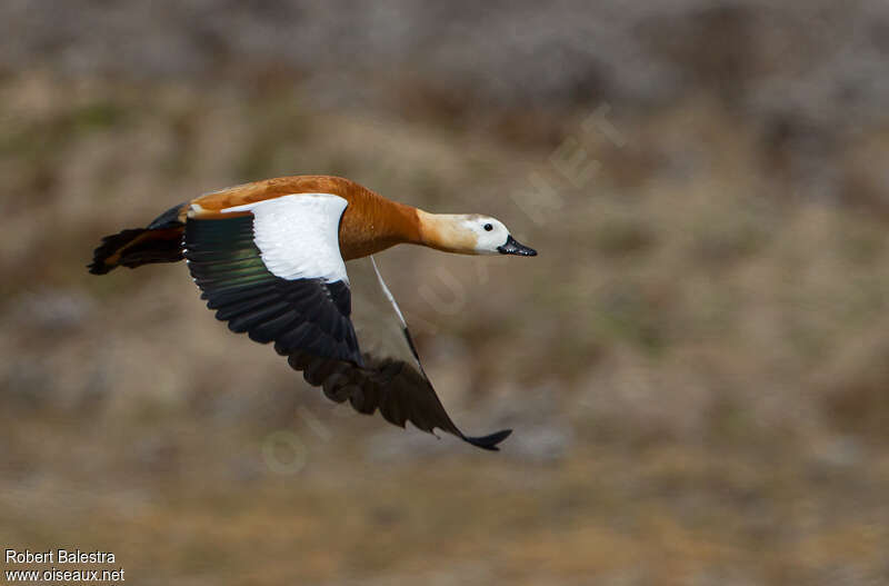 Ruddy Shelduck female adult breeding, Flight