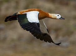 Ruddy Shelduck