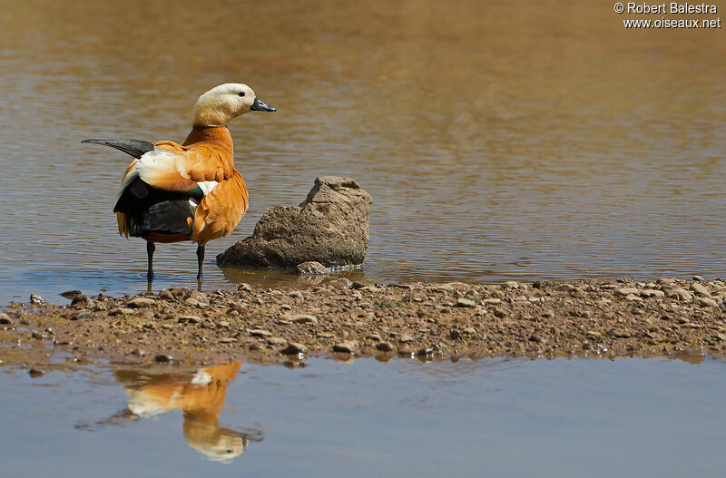 Ruddy Shelduck