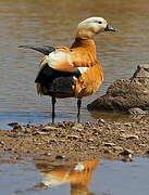 Ruddy Shelduck