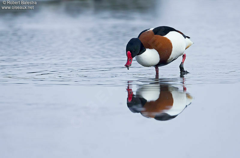 Common Shelduck