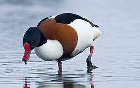 Common Shelduck