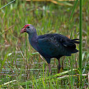 Grey-headed Swamphen