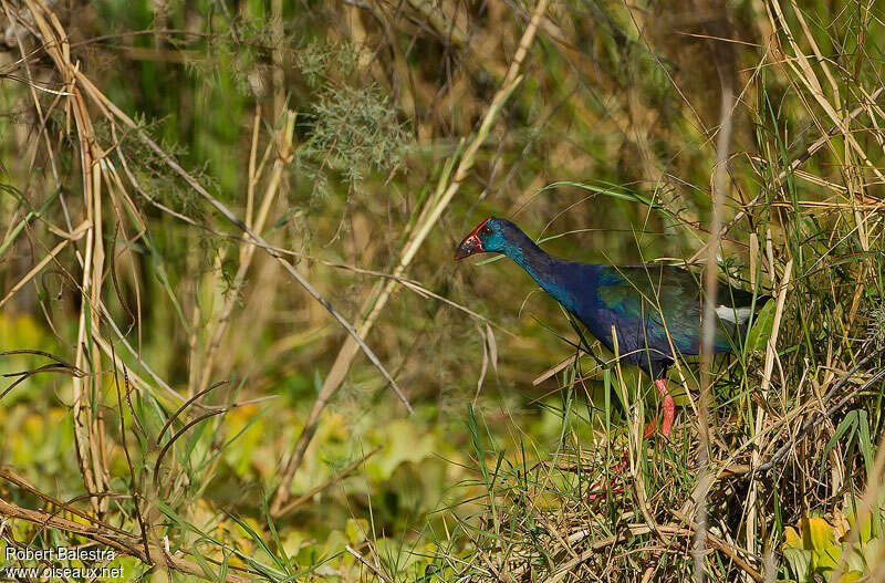 African Swamphenadult, habitat, pigmentation