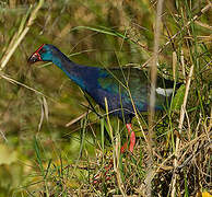 African Swamphen