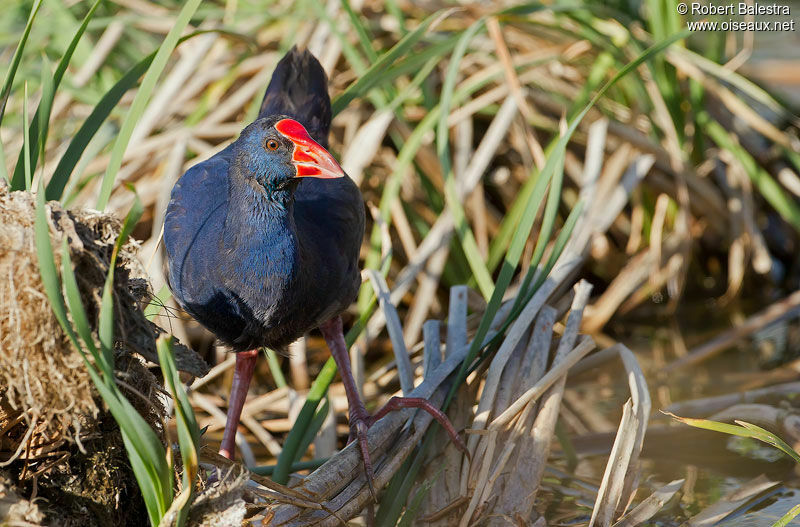 Western Swamphen