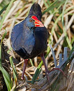 Western Swamphen