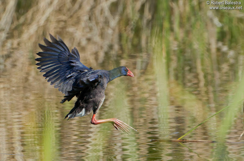 Western Swamphenadult, Flight