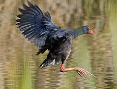 Western Swamphen