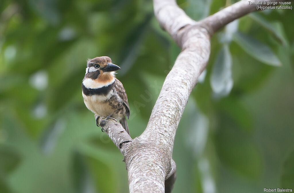 Russet-throated Puffbird