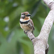 Russet-throated Puffbird