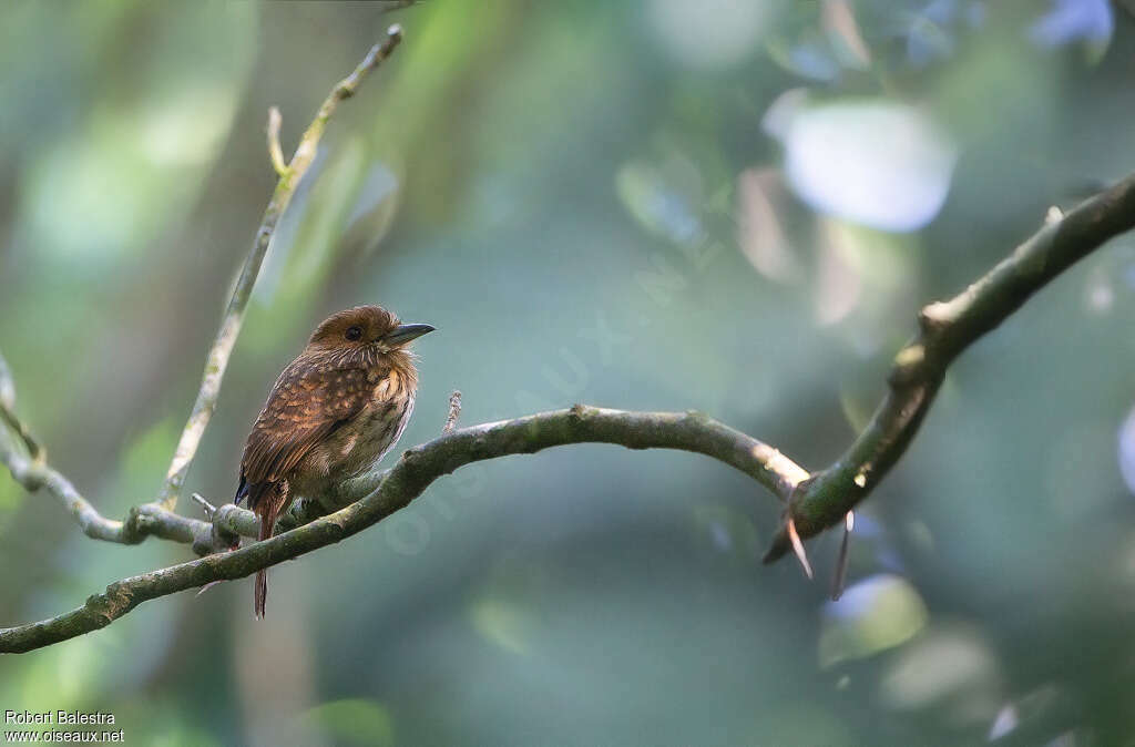 White-whiskered Puffbird male adult, identification