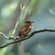 White-whiskered Puffbird