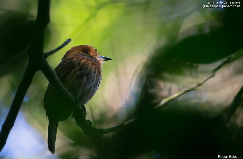 White-whiskered Puffbird