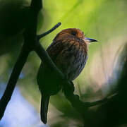 White-whiskered Puffbird