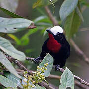 White-capped Tanager