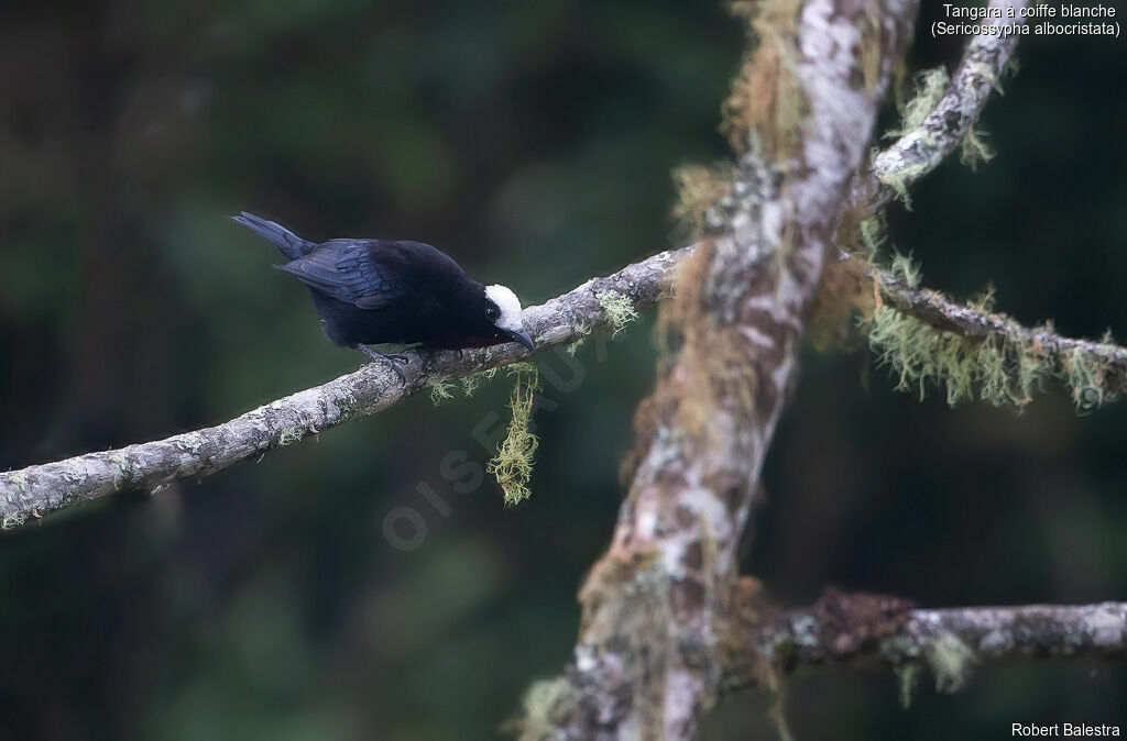 White-capped Tanager