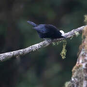 White-capped Tanager