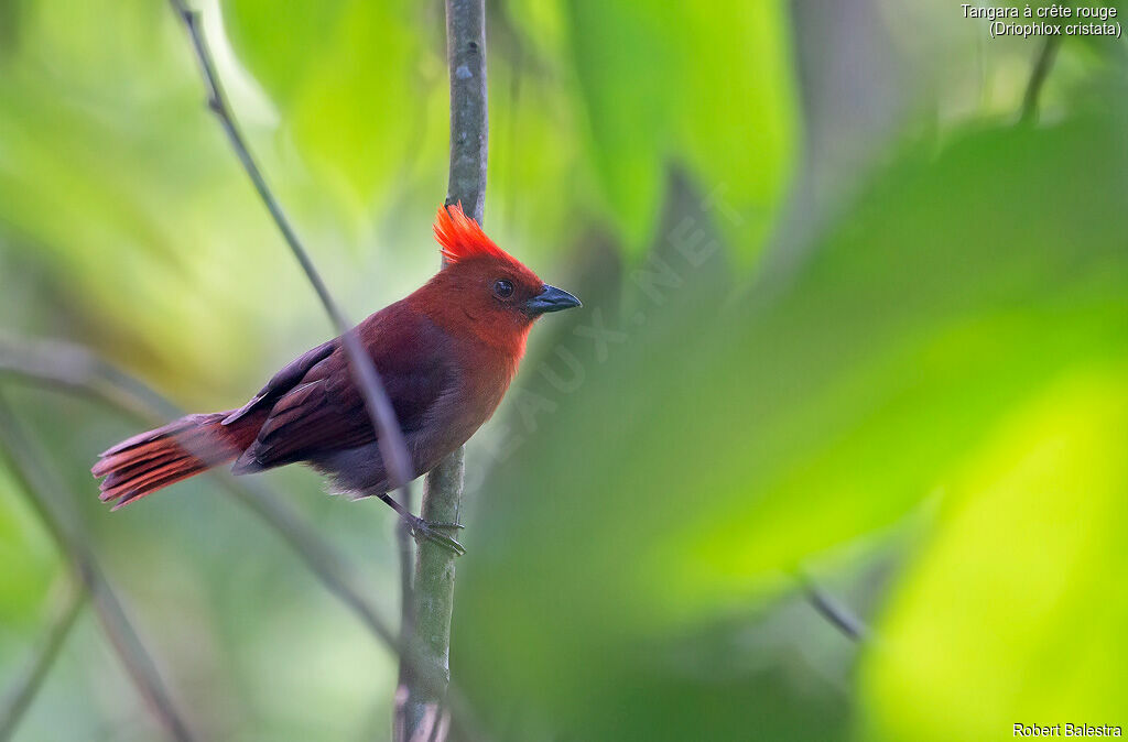 Crested Ant Tanager