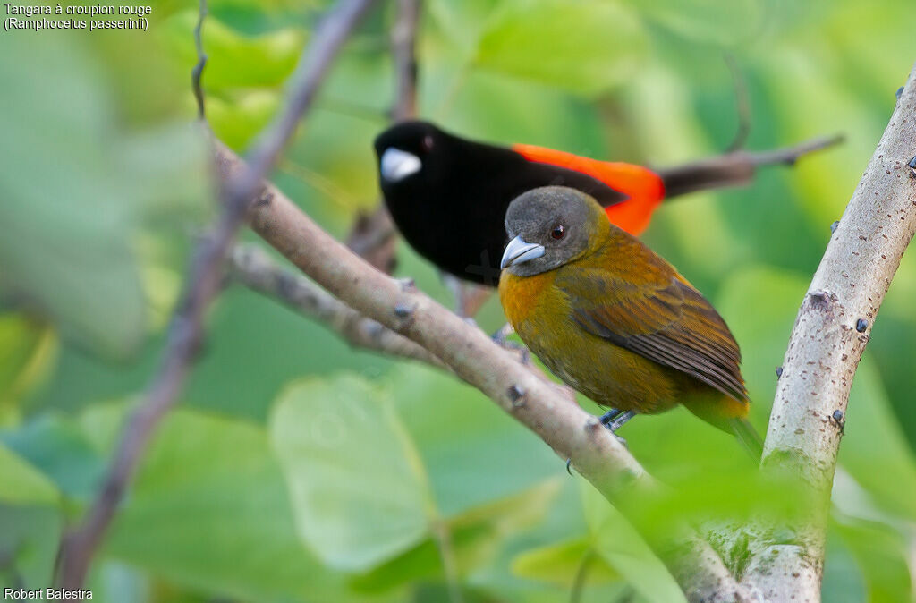 Scarlet-rumped Tanageradult