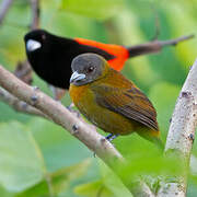 Scarlet-rumped Tanager