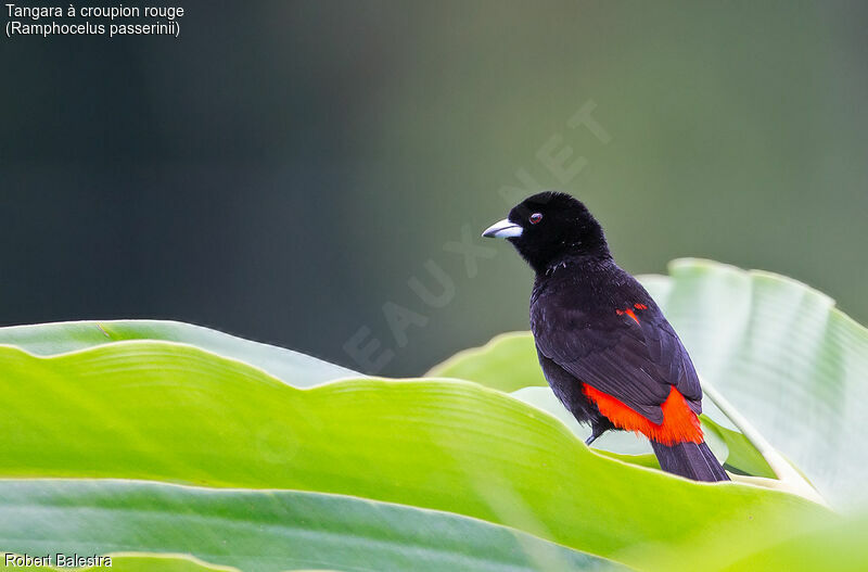 Scarlet-rumped Tanager male