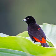 Scarlet-rumped Tanager