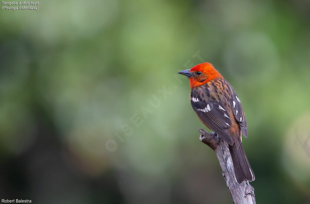 Flame-colored Tanager male