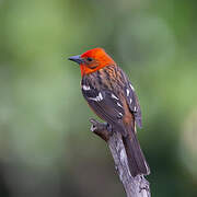 Flame-colored Tanager