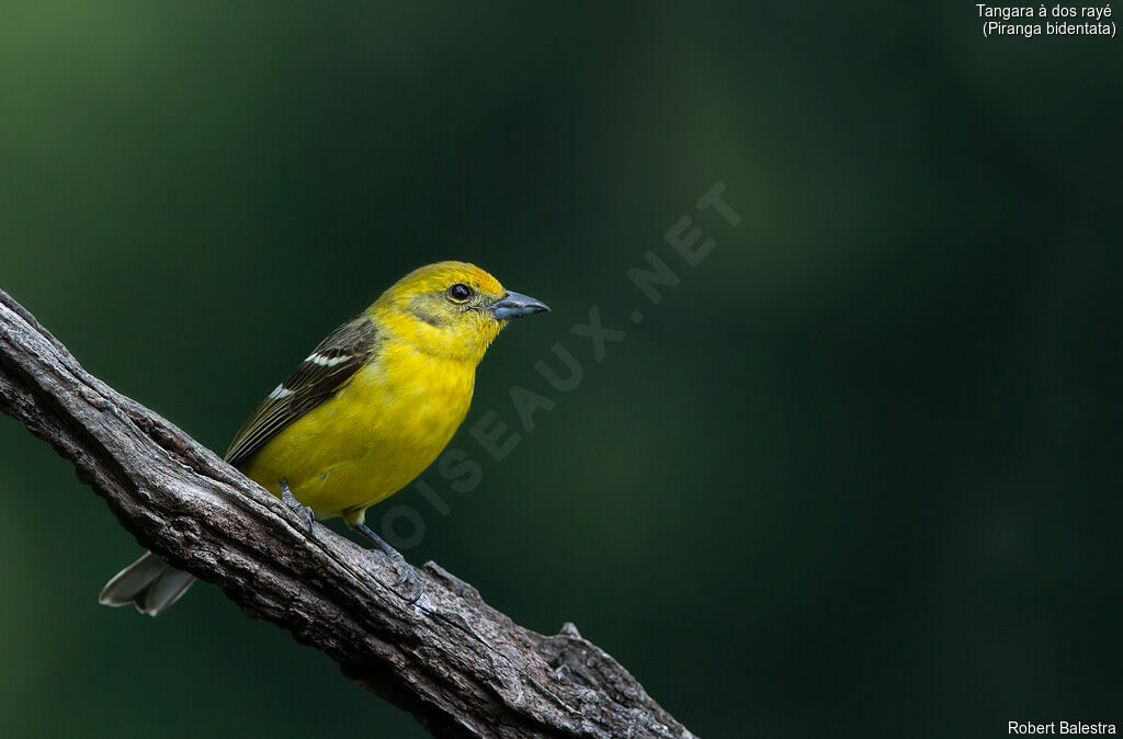 Flame-colored Tanager female