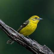 Flame-colored Tanager