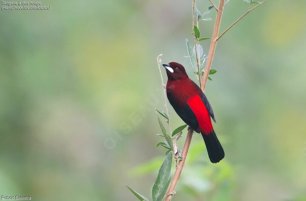 Tangara à dos rouge mâle