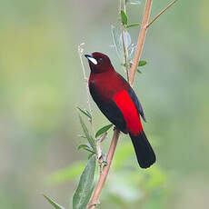 Tangara à dos rouge