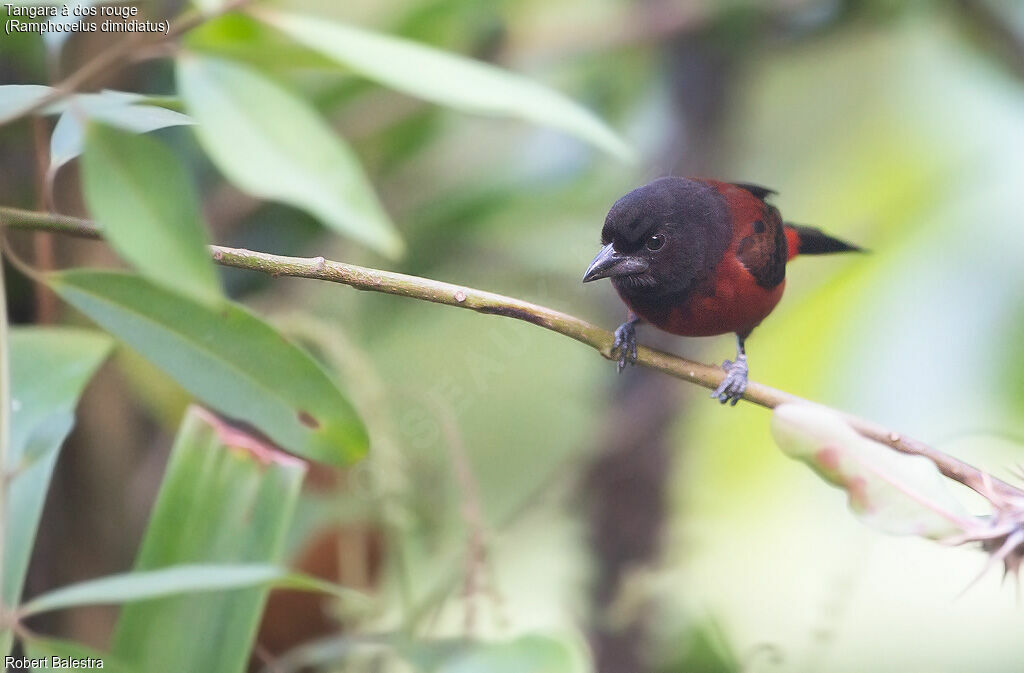 Tangara à dos rouge femelle