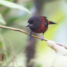 Tangara à dos rouge