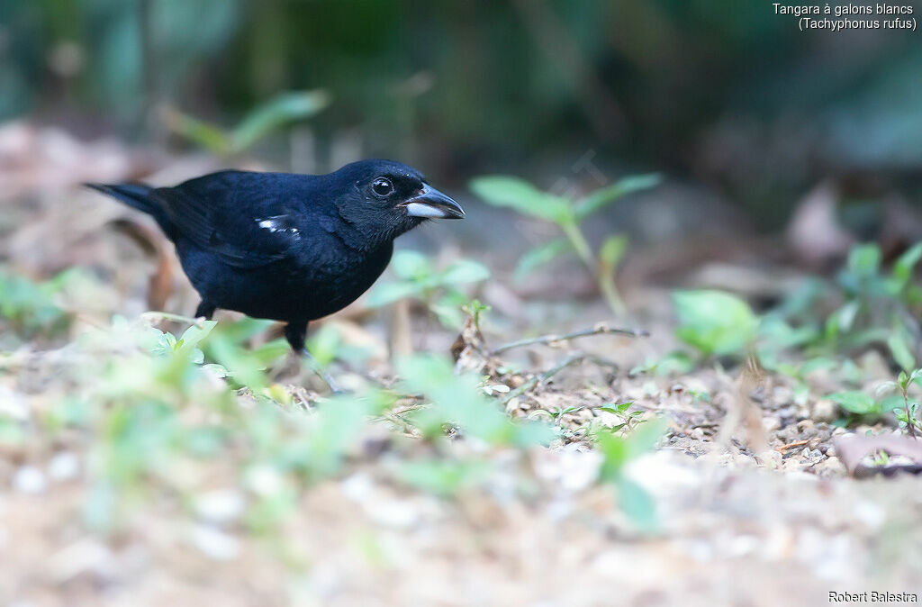 White-lined Tanager male