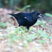 White-lined Tanager