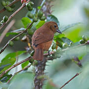 White-lined Tanager