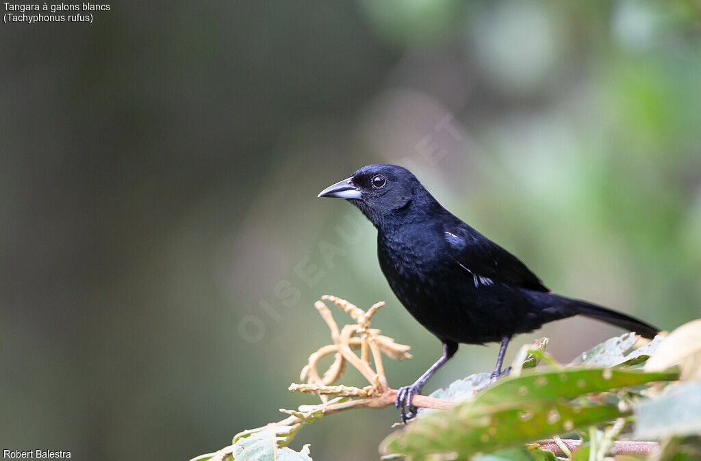 White-lined Tanager