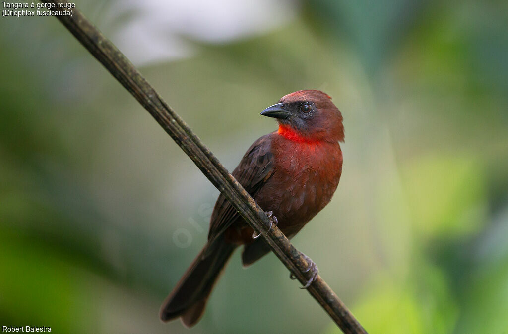 Tangara à gorge rouge