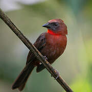 Red-throated Ant Tanager