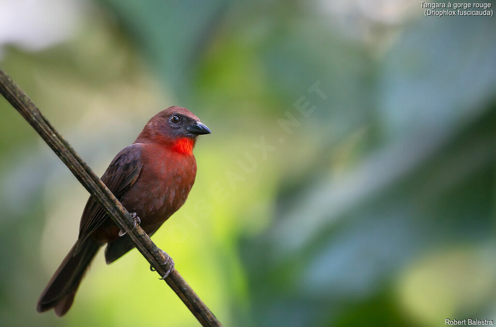 Tangara à gorge rouge