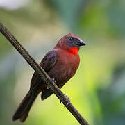 Red-throated Ant Tanager